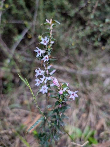 Epacris pulchella (New South Wales Coral Heath) (alternate view 6)