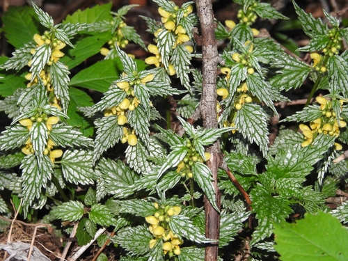 Lamium galeobdolon (yellow archangel)