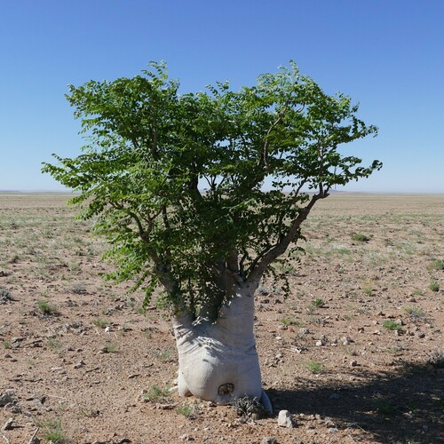 Moringa (Moringas) (alternate view 5)