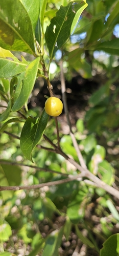 Acronychia imperforata (Beach Acronychia) (alternate view 2)