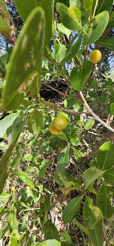 Acronychia imperforata (Beach Acronychia) (alternate view 3)