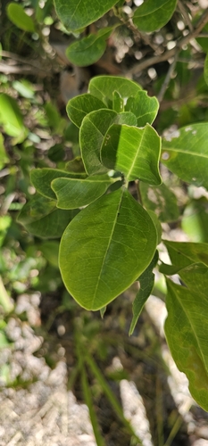 Acronychia imperforata (Beach Acronychia) (alternate view 4)