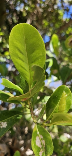 Acronychia imperforata (Beach Acronychia) (alternate view 5)