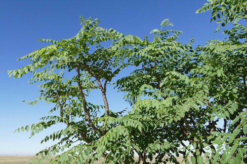 Moringa (Moringas) (alternate view 6)