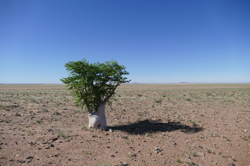 Moringa (Moringas) (alternate view 7)