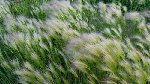 Hordeum jubatum (foxtail barley)