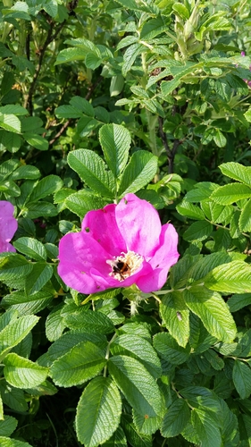 Rosa rugosa (rugosa rose) (alternate view 4)