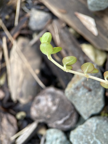 Epilobium brunnescens (New Zealand Willowherb)