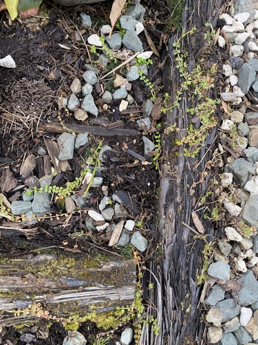 Epilobium brunnescens (New Zealand Willowherb)