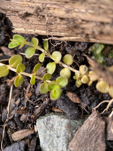 Epilobium brunnescens (New Zealand Willowherb)