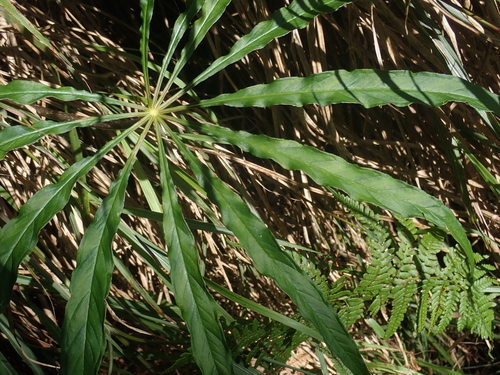 Arisaema consanguineum (Cobra Lily) (alternate view 5)