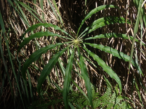 Arisaema consanguineum (Cobra Lily) (alternate view 4)