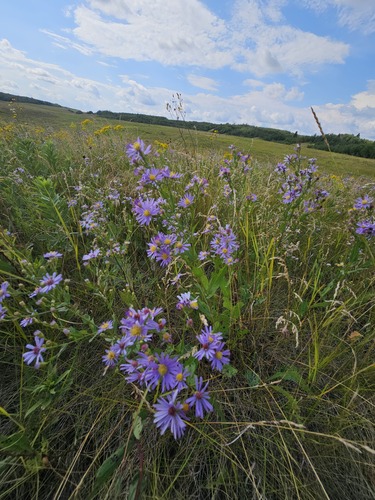 Symphyotrichum laeve (smooth blue aster) (alternate view 7)