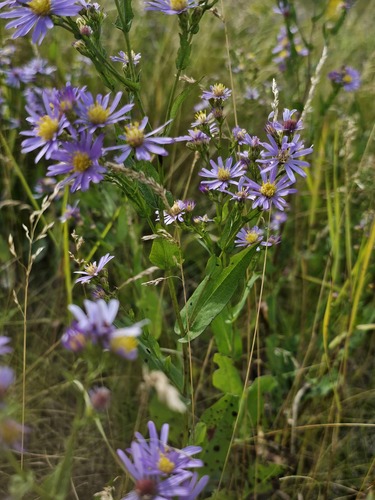 Symphyotrichum laeve (smooth blue aster) (alternate view 8)