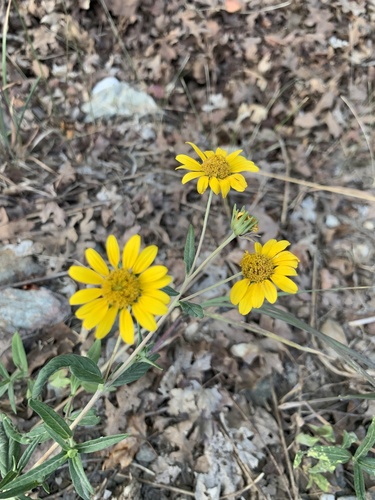Heliomeris multiflora (showy goldeneye)
