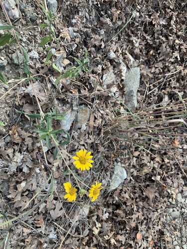 Heliomeris multiflora (showy goldeneye) (alternate view 2)