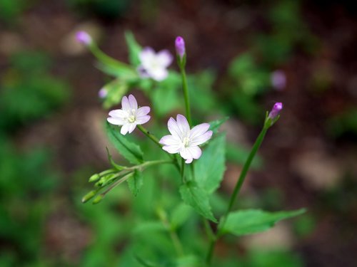 Epilobium montanum (Broad-leaved Willowherb)