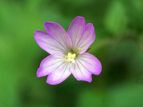 Epilobium montanum (Broad-leaved Willowherb)
