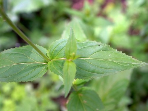 Epilobium montanum (Broad-leaved Willowherb)