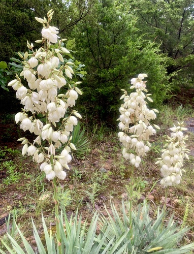 Yucca filamentosa (yucca) (alternate view 2)