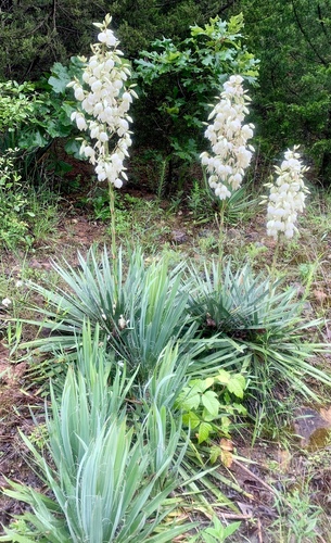 Yucca filamentosa (yucca) (alternate view 3)