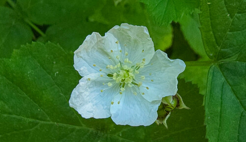 Rubus caesius (European dewberry)