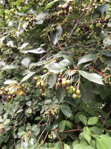 Crataegus gaylussacia (Suksdorf's Hawthorn)