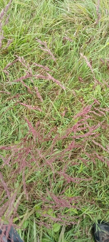 Tridens flavus (purpletop tridens) (alternate view 5)