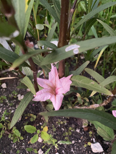Ruellia simplex (Mexican Petunia)