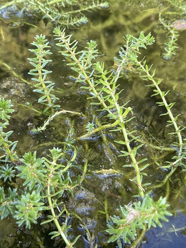Myriophyllum (Milfoils) (alternate view 7)