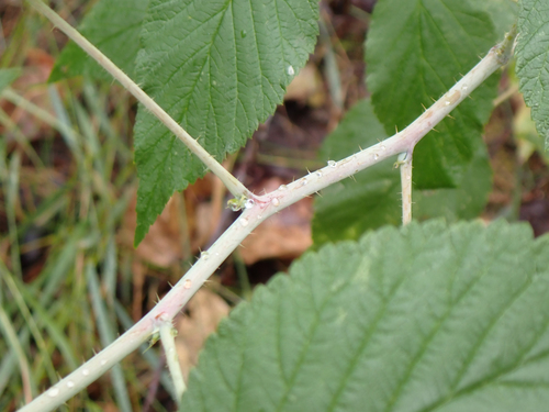 Rubus leucodermis (Blackcap Raspberry) (alternate view 5)