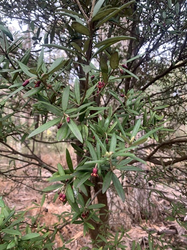 Pittosporum bicolor (Banyalla)