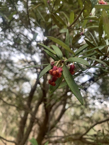 Pittosporum bicolor (Banyalla) (alternate view 2)