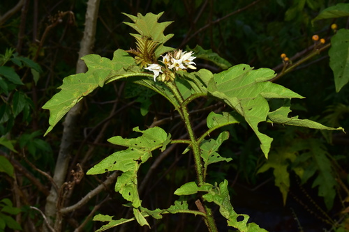 Solanum chrysotrichum (giant devil's-fig) (alternate view 4)