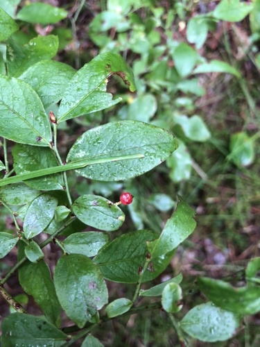 Vaccinium angustifolium (lowbush blueberry)