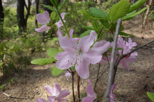 Rhododendron schlippenbachii (royal azalea) (alternate view 2)
