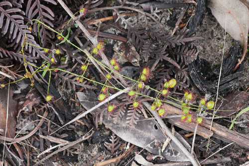 Drosera planchonii (Climbing Sundew) (alternate view 5)