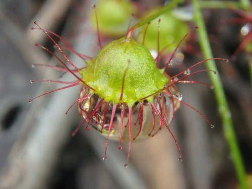 Drosera planchonii (Climbing Sundew) (alternate view 4)
