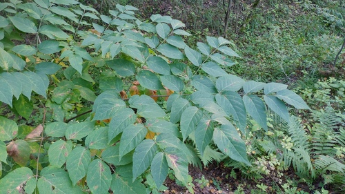 Aralia elata (Japanese angelica tree) (alternate view 5)