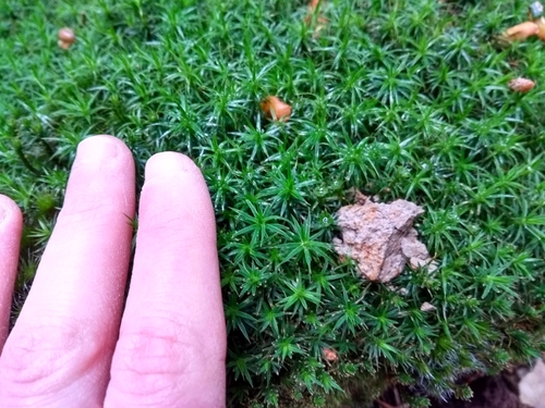 Polytrichum formosum (Bank Haircap Moss)