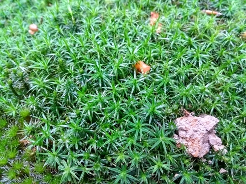Polytrichum formosum (Bank Haircap Moss)
