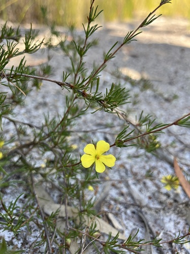 Hibbertia fasciculata (bundled hibbertia) (alternate view 7)