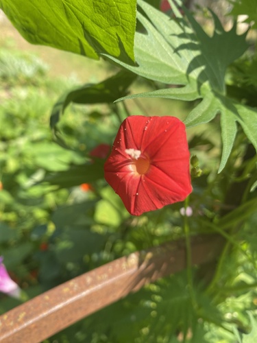 Ipomoea × multifida (Cardinal Climber) (alternate view 9)