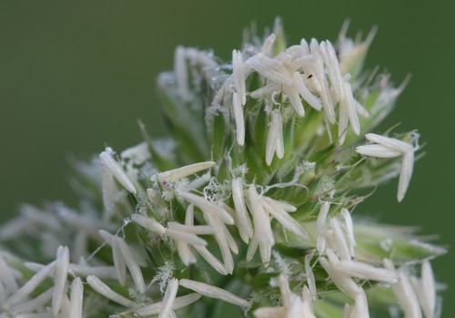 Dactylis glomerata (orchard grass) (alternate view 8)