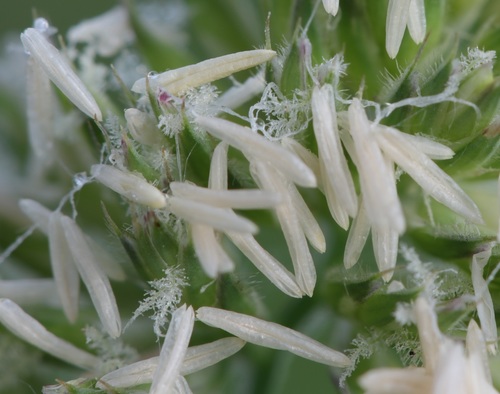 Dactylis glomerata (orchard grass) (alternate view 9)