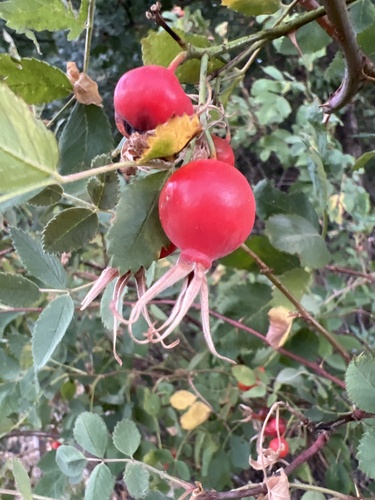 Rosa californica (California Wild Rose) (alternate view 7)