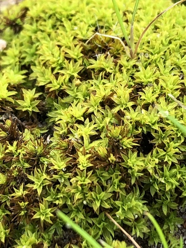 Barbula calycina (alternate view 4)