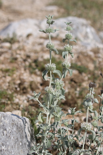 Marrubium incanum (alternate view 10)