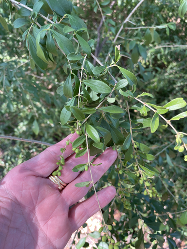 Ligustrum quihoui (Quihoui privet) (alternate view 3)
