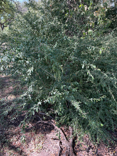 Ligustrum quihoui (Quihoui privet) (alternate view 4)